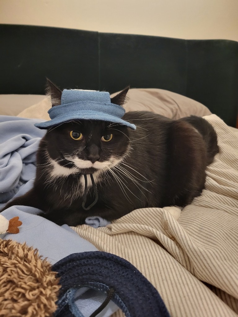 Winston the cat